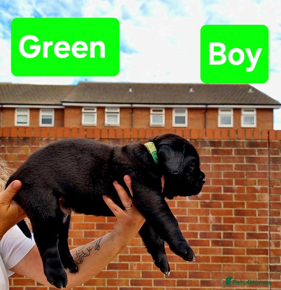 Cane Corso dogs for sale: Pedigree Cane Corso Puppies  - Image 2