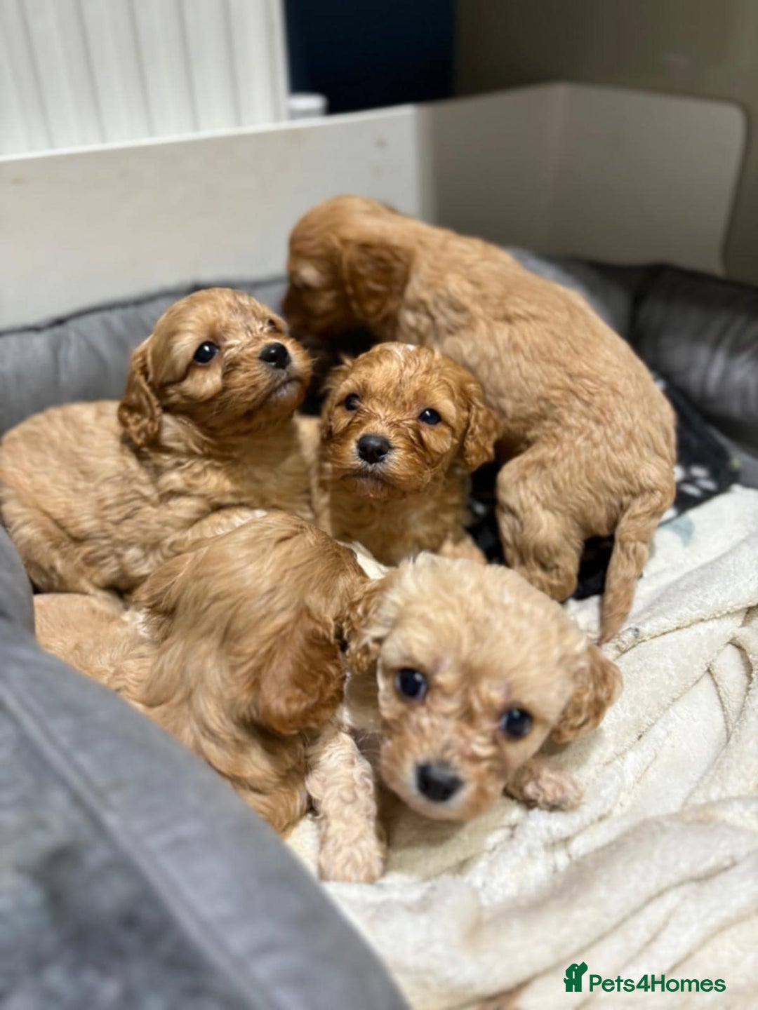 Cavapoo dogs for sale: Beautiful Cavapoo F1BB - Advert 11