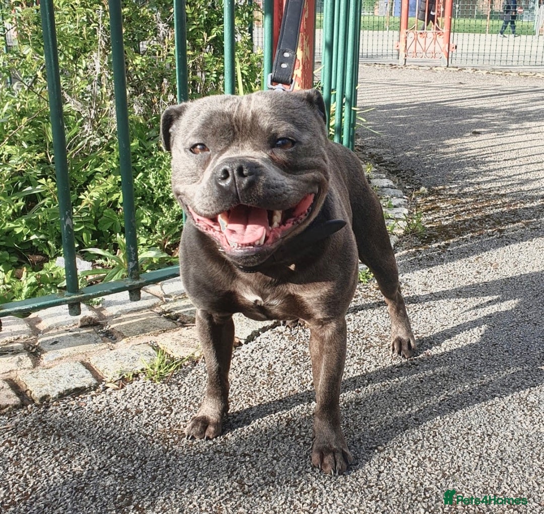 Staffordshire Bull Terrier dogs for sale: A VERY SPECIAL BOY FOR SALE! KC REG - Image 3