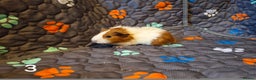 Guinea Pig rodents for sale: Beautiful Baby guinea pigs looking for new home - Advert 4