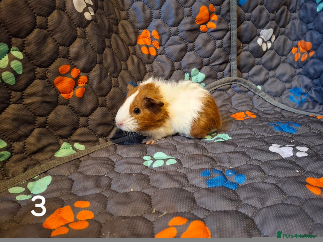 Guinea Pig rodents for sale: Beautiful Baby guinea pigs looking for new home - Advert 4