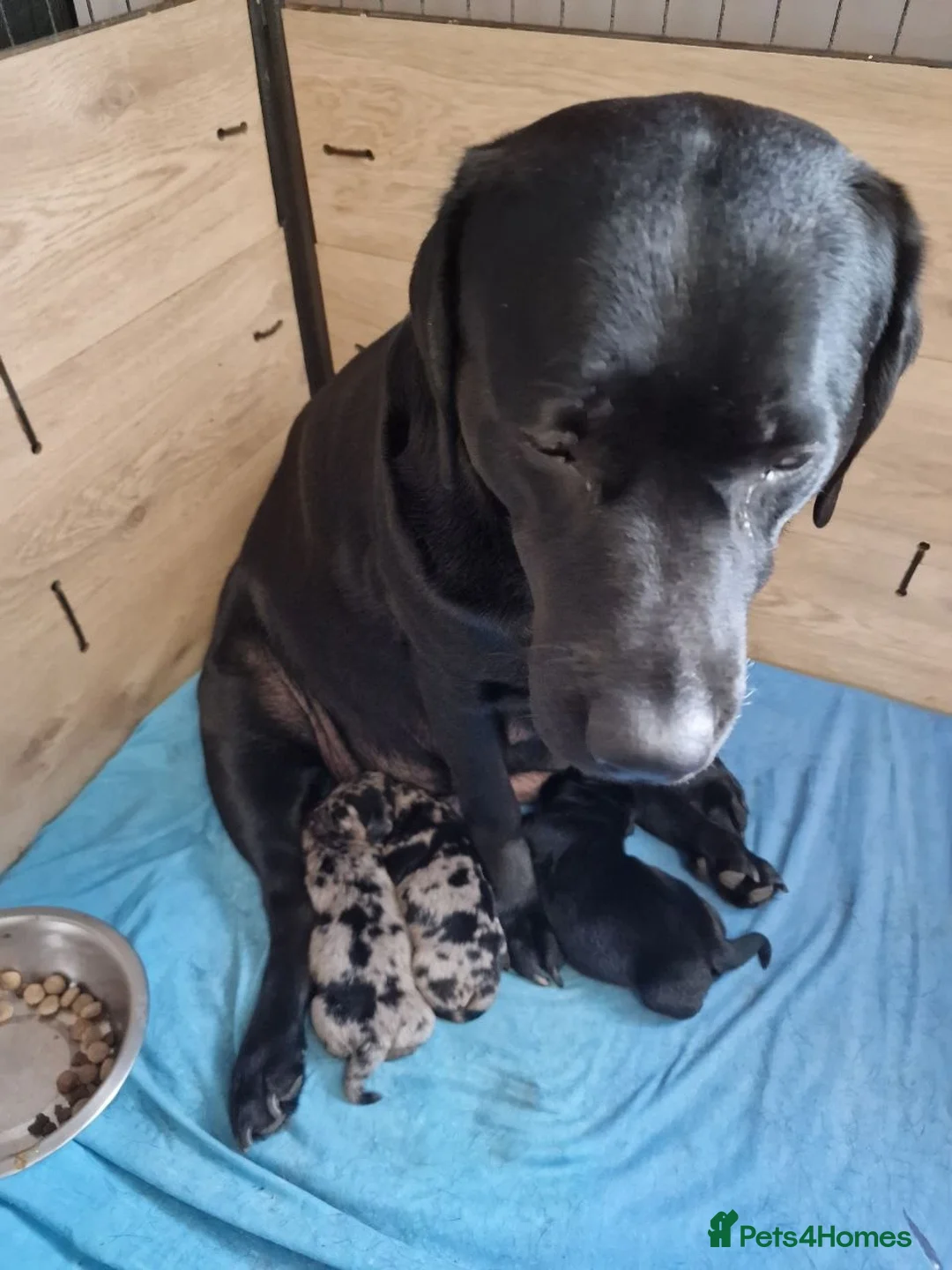 Mixed Breed dogs for sale: Labrador X Miniature Dachund. A happy accident! - Advert 3