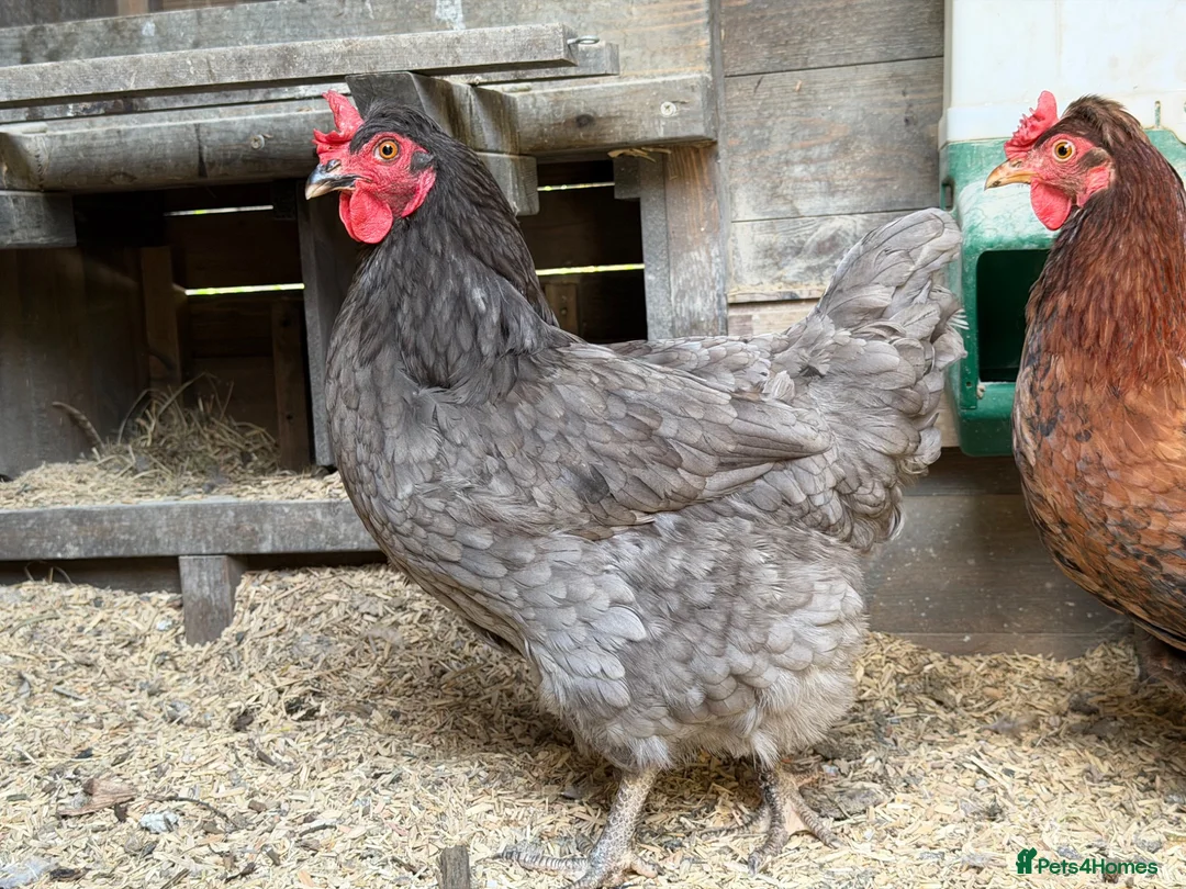 Chickens poultry for sale: Green Olive Egger Hen - Advert 2