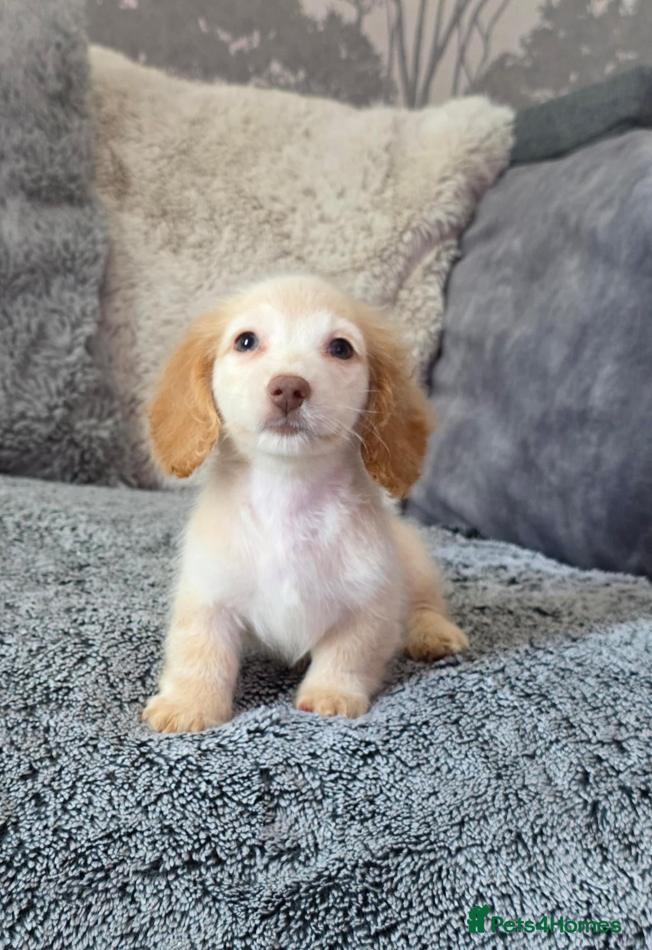 Miniature Dachshund dogs Cream male miniature Dachshund males - Advert 17