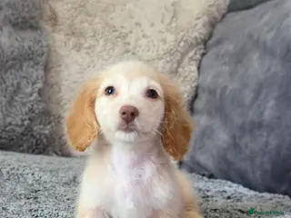 Miniature Dachshund dogs Cream male miniature Dachshund males - Advert 12