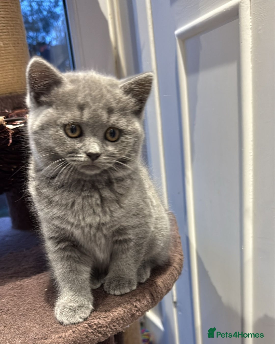 Scottish Fold cats for sale: LAST Scottish straight girl left - Advert 3