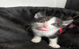 Mixed Breed cats for sale: Beautiful Black & White Kittens  - Image 8