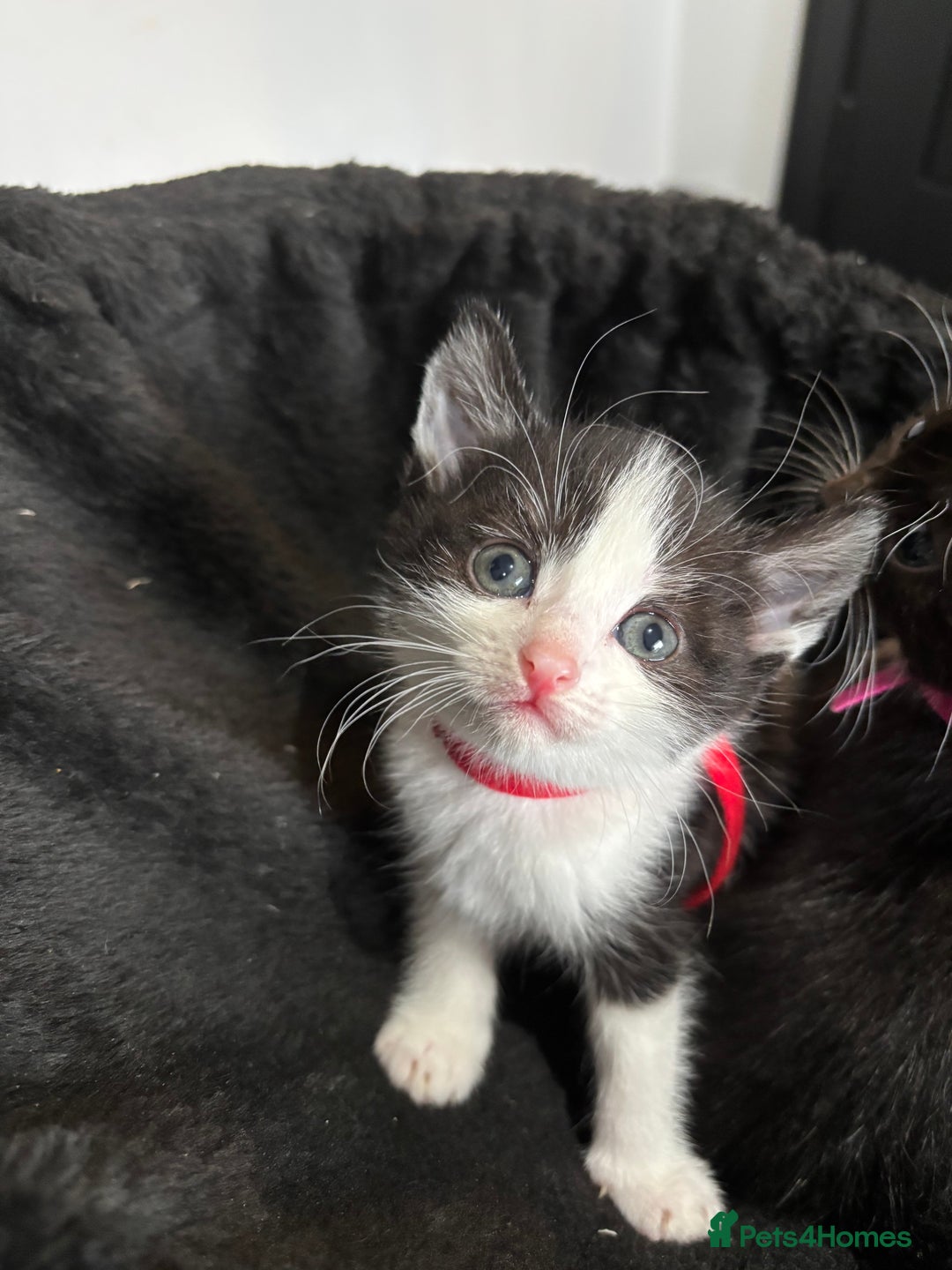 Mixed Breed cats for sale: Beautiful Black & White Kittens  - Image 8