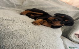 Rottweiler dogs for sale: Rottweiler Puppies  - Image 13