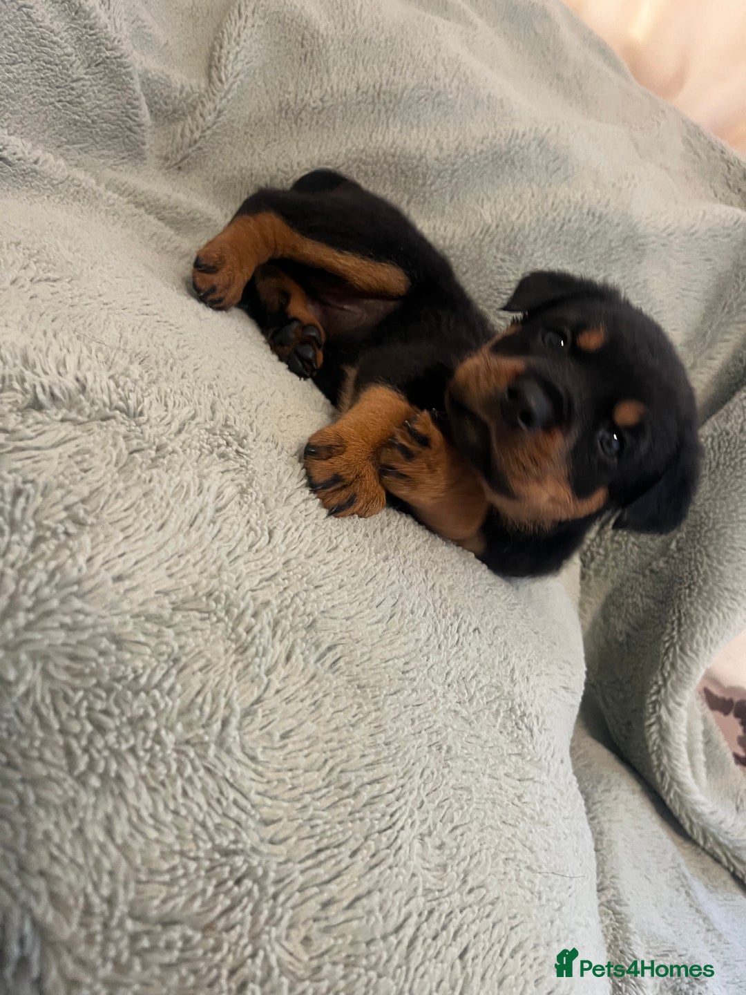 Rottweiler dogs for sale: Rottweiler Puppies  - Image 13
