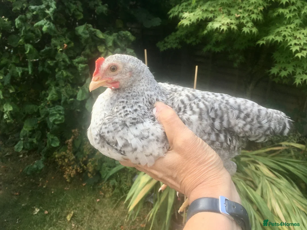 Chickens poultry for sale: Silver Welbar Bantam Cockerels - Advert 2