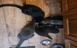 British Longhair cats for sale: Lovely kittens from super-sociable home! - Image 3