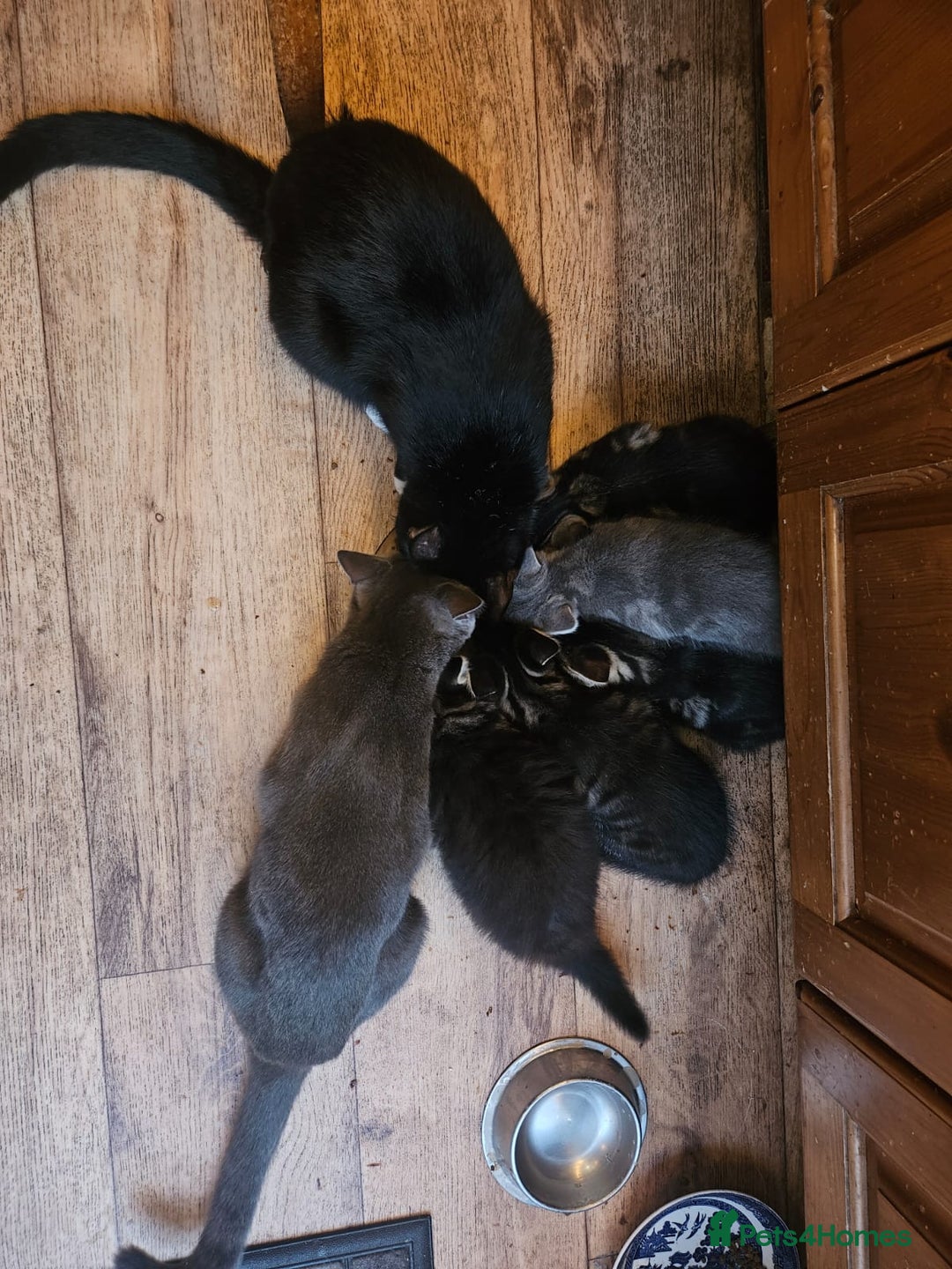 British Longhair cats for sale: Lovely kittens from super-sociable home! - Image 3
