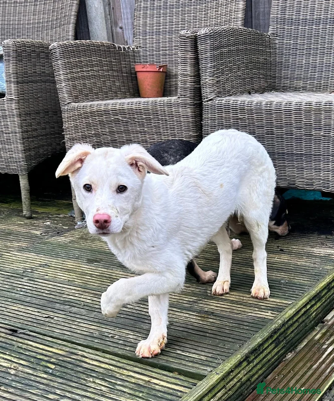 Mixed Breed dogs for adoption: Daisy 🌼  - Advert 6