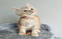 Maine Coon cats for sale: Pedigree maine coon kittens ❤️‍🔥❤️‍🔥❤️‍🔥 - Image 6