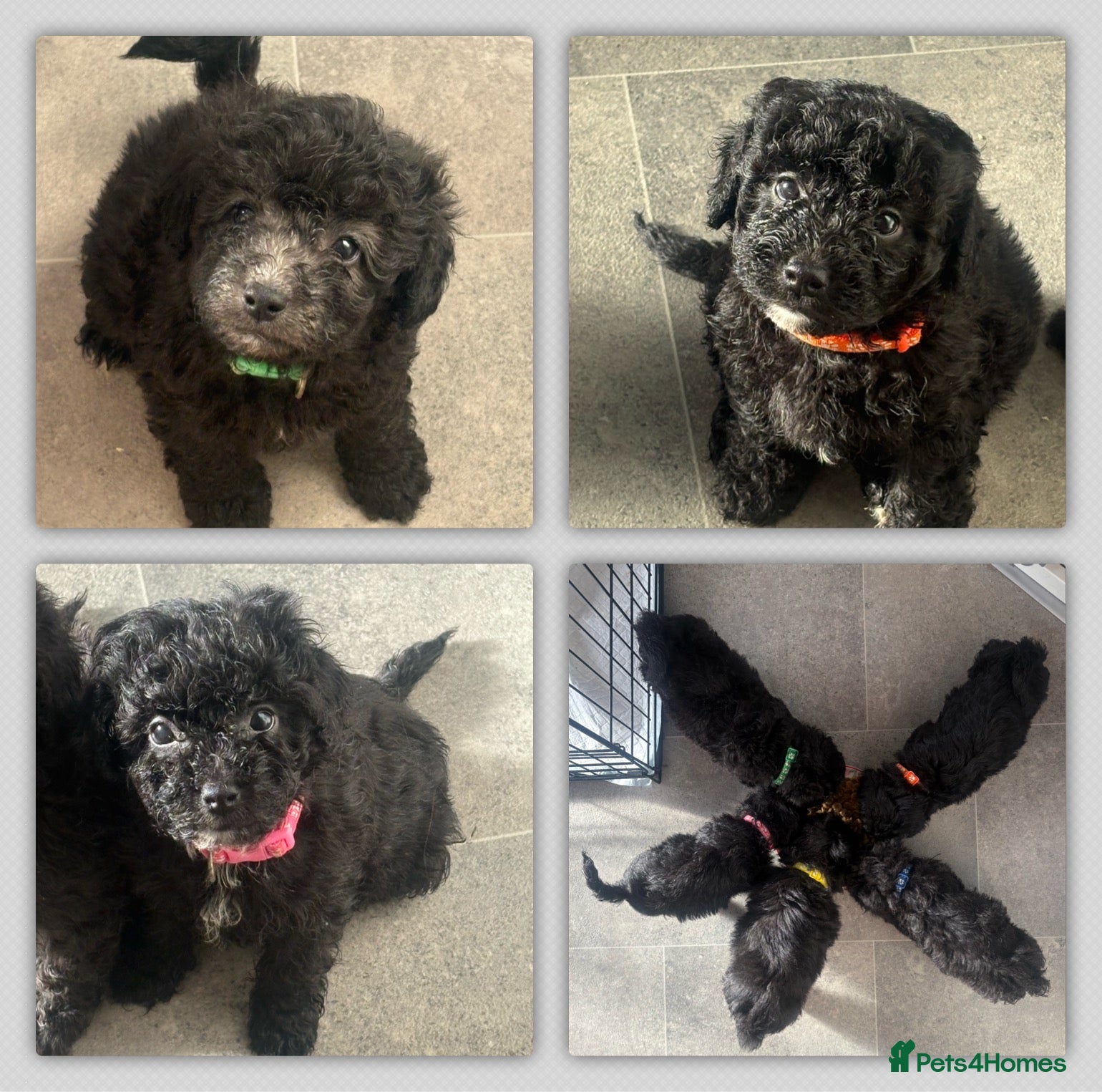 Shihpoo dogs Shihpoo 1 boy left. - Advert 8