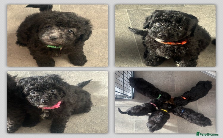 Shihpoo dogs Shihpoo 2 boys/1 girl left. - Advert 1