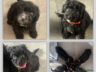 Shihpoo dogs Shihpoo 2 boys/1 girl left. - Advert 3