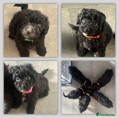 Shihpoo dogs Shihpoo 2 boys/1 girl left. - Advert 1