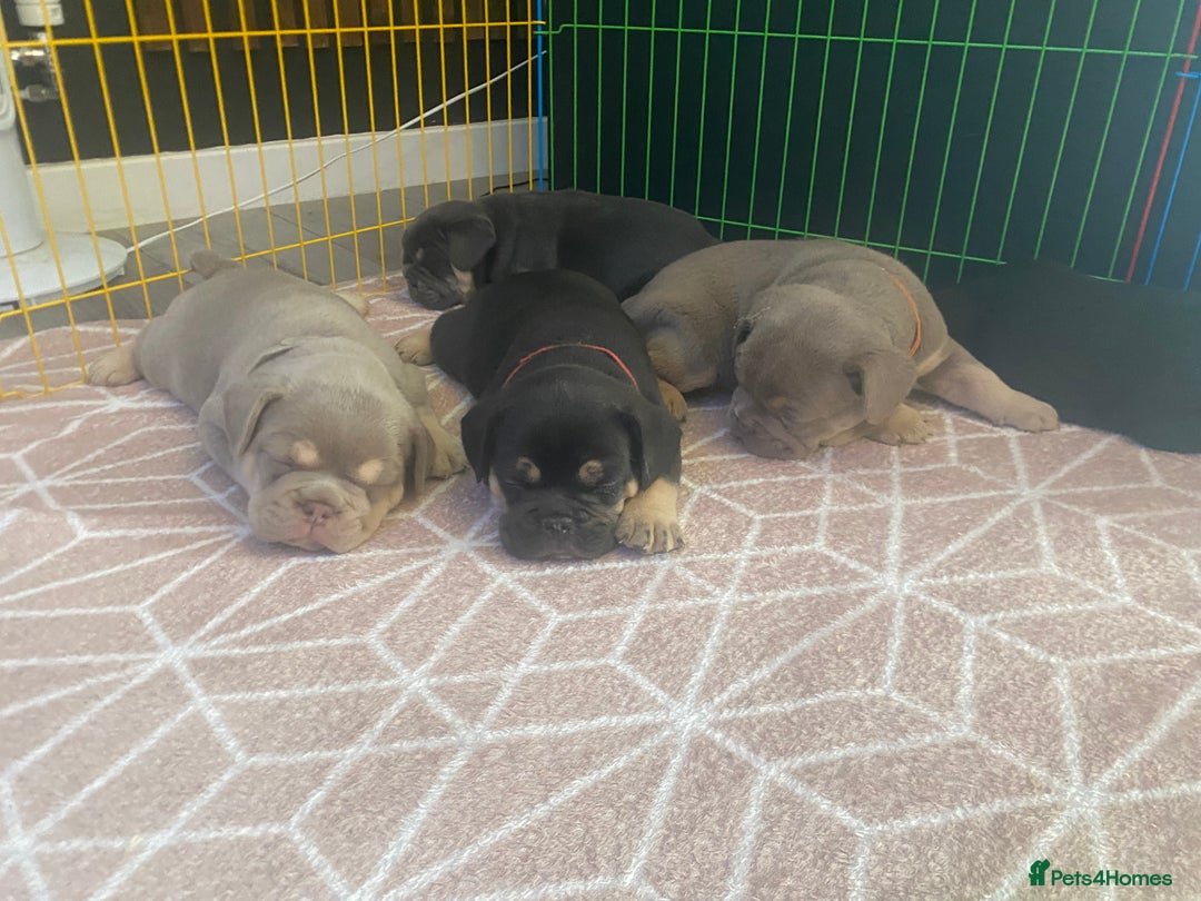 English Bulldog dogs for sale: Outstanding English, bulldog puppies - Image 3