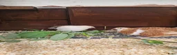 Quail poultry for sale: Coturnix Quail Fertile Hatching Eggs  - Advert 10