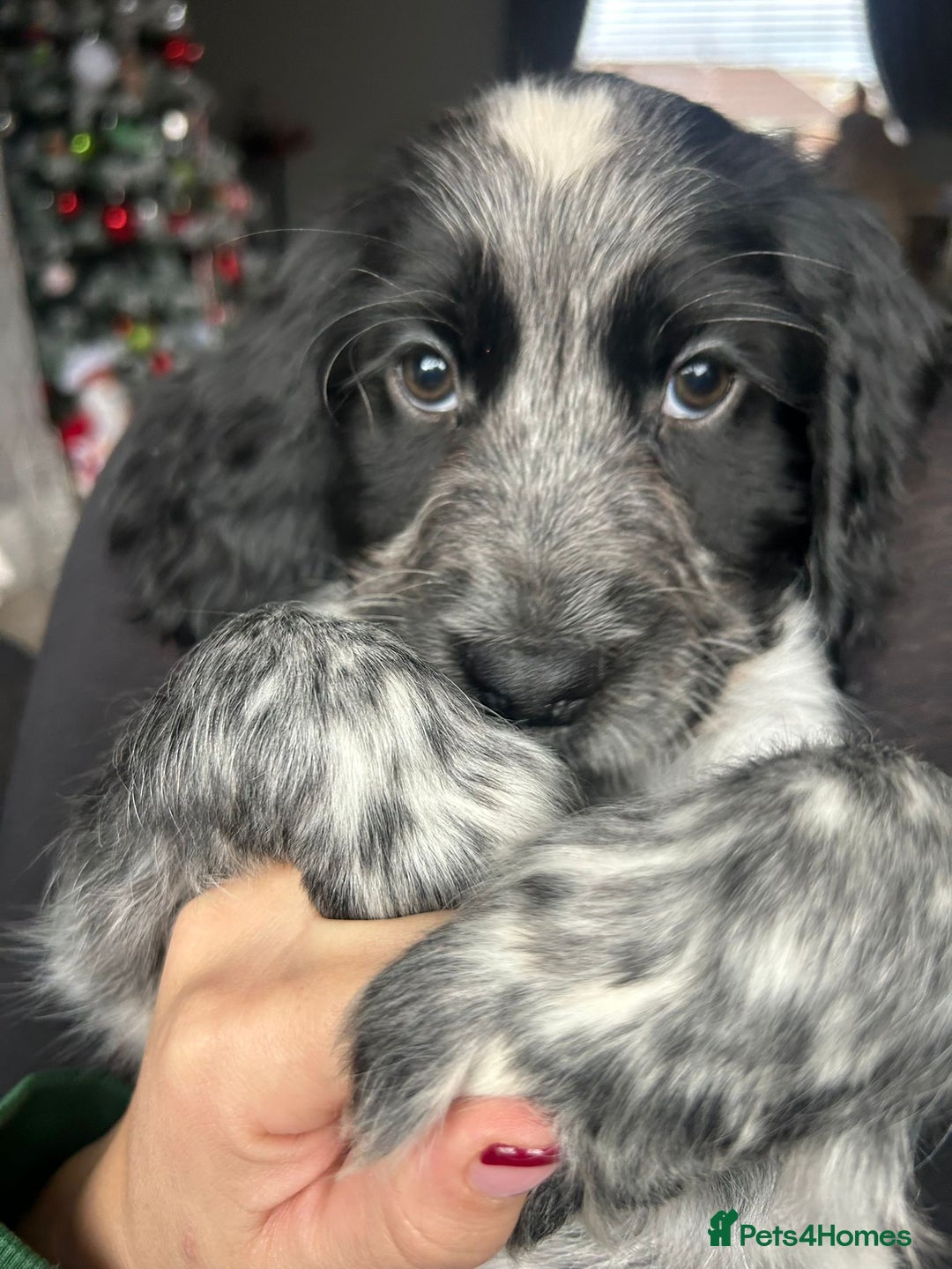Sprocker dogs for sale: Sprocker Puppies Ready Now.  - Advert 5