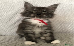 Maine Coon cats for sale: MaineCoon Kittens Black Smoke 1 Boy & 2 Girls - Image 19
