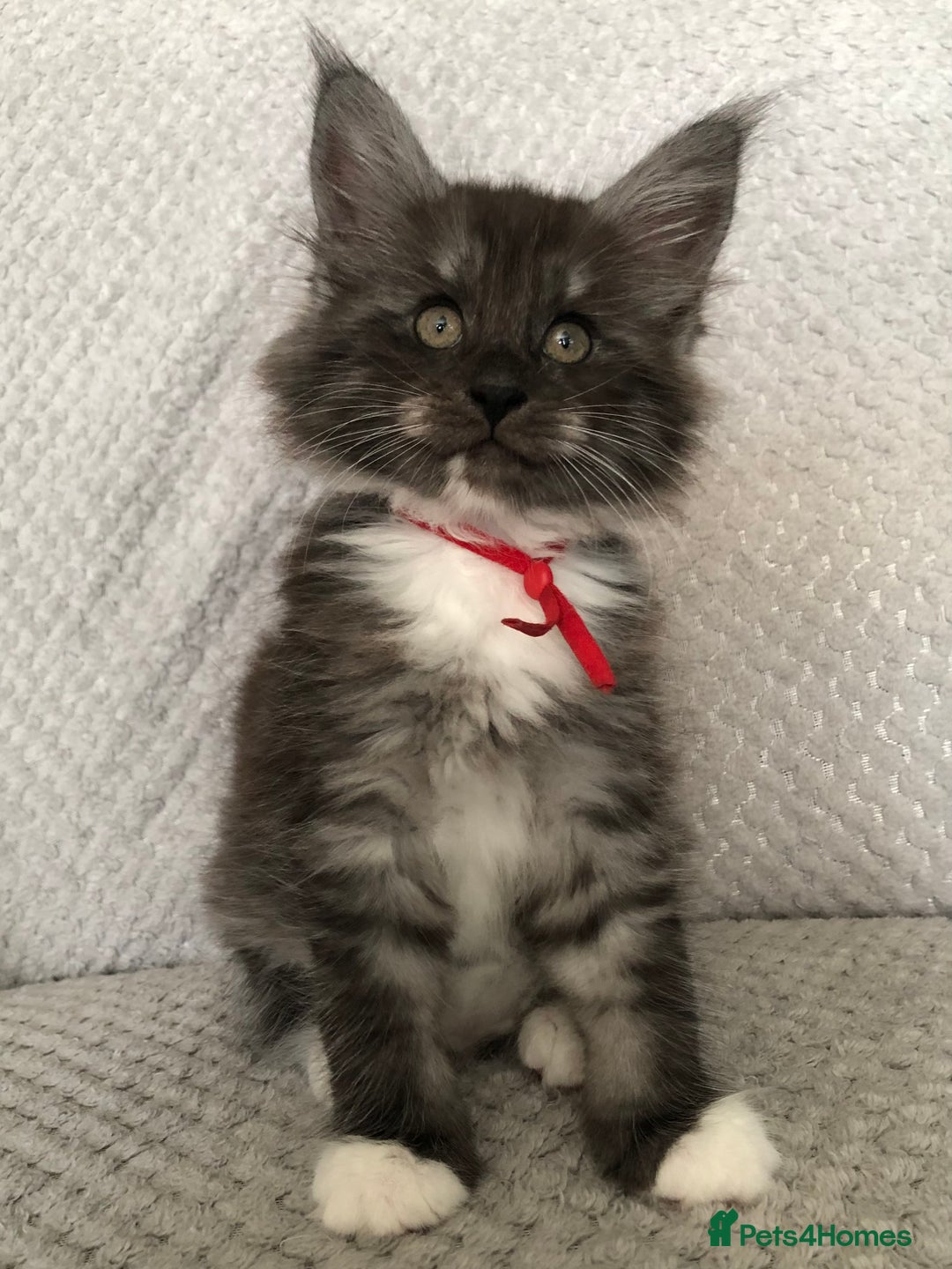 Maine Coon cats for sale: MaineCoon Kittens Black Smoke 1 Boy & 2 Girls - Image 19