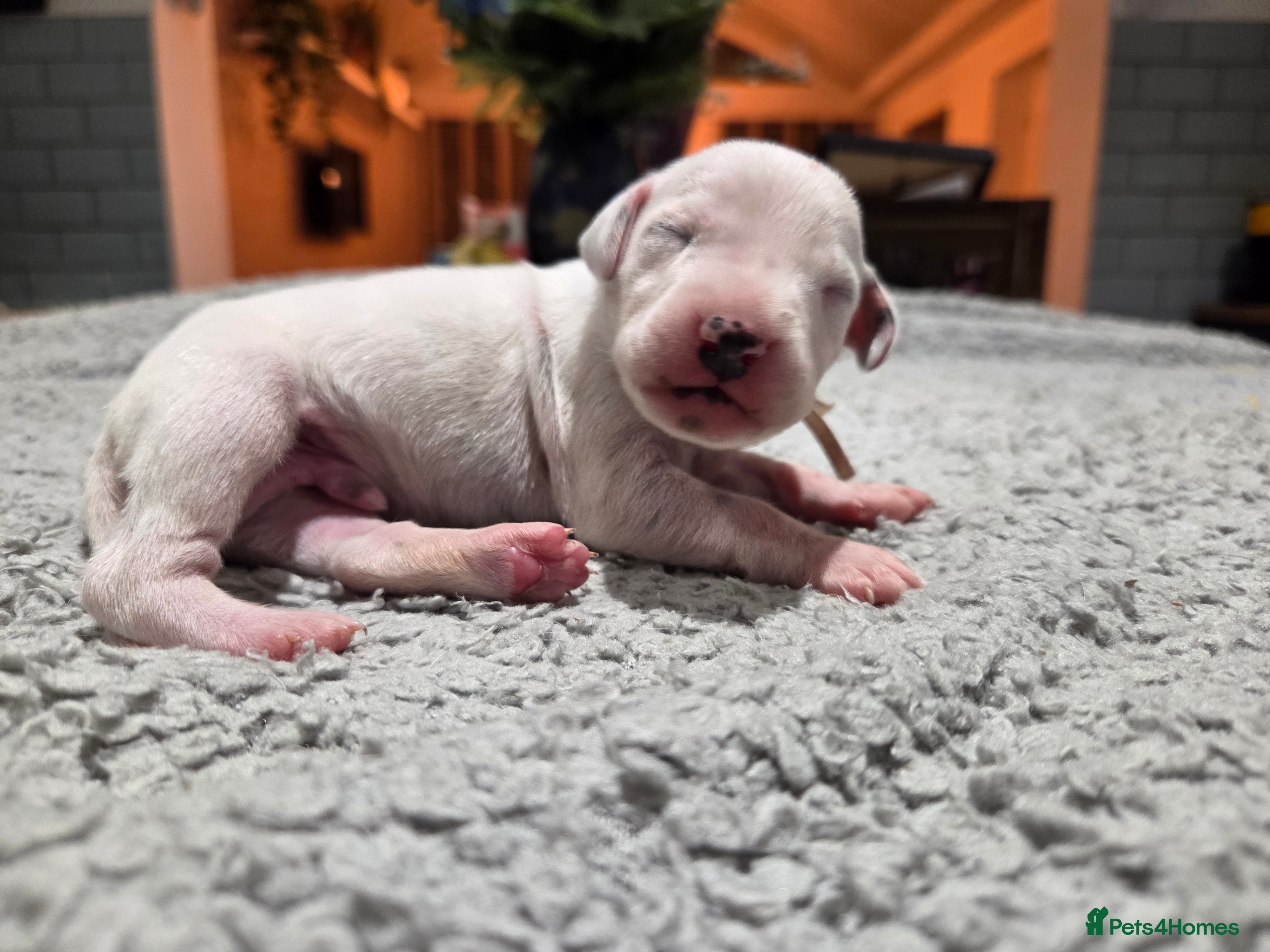 Dalmatian dogs Stunning Pure Dalmation Puppies  - Advert 2