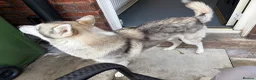 Siberian Husky dogs for sale: Male Siberian husky  in Leigh - Advert 3