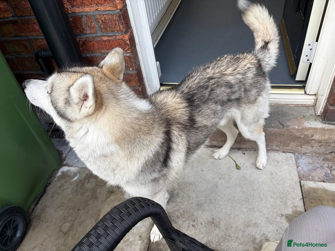 Siberian Husky dogs for sale: Male Siberian husky  in Leigh - Advert 3