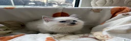 Ragdoll cats for sale: ✨ Beautiful GCCF Ragdoll Kittens from Serenity✨ - Advert 8