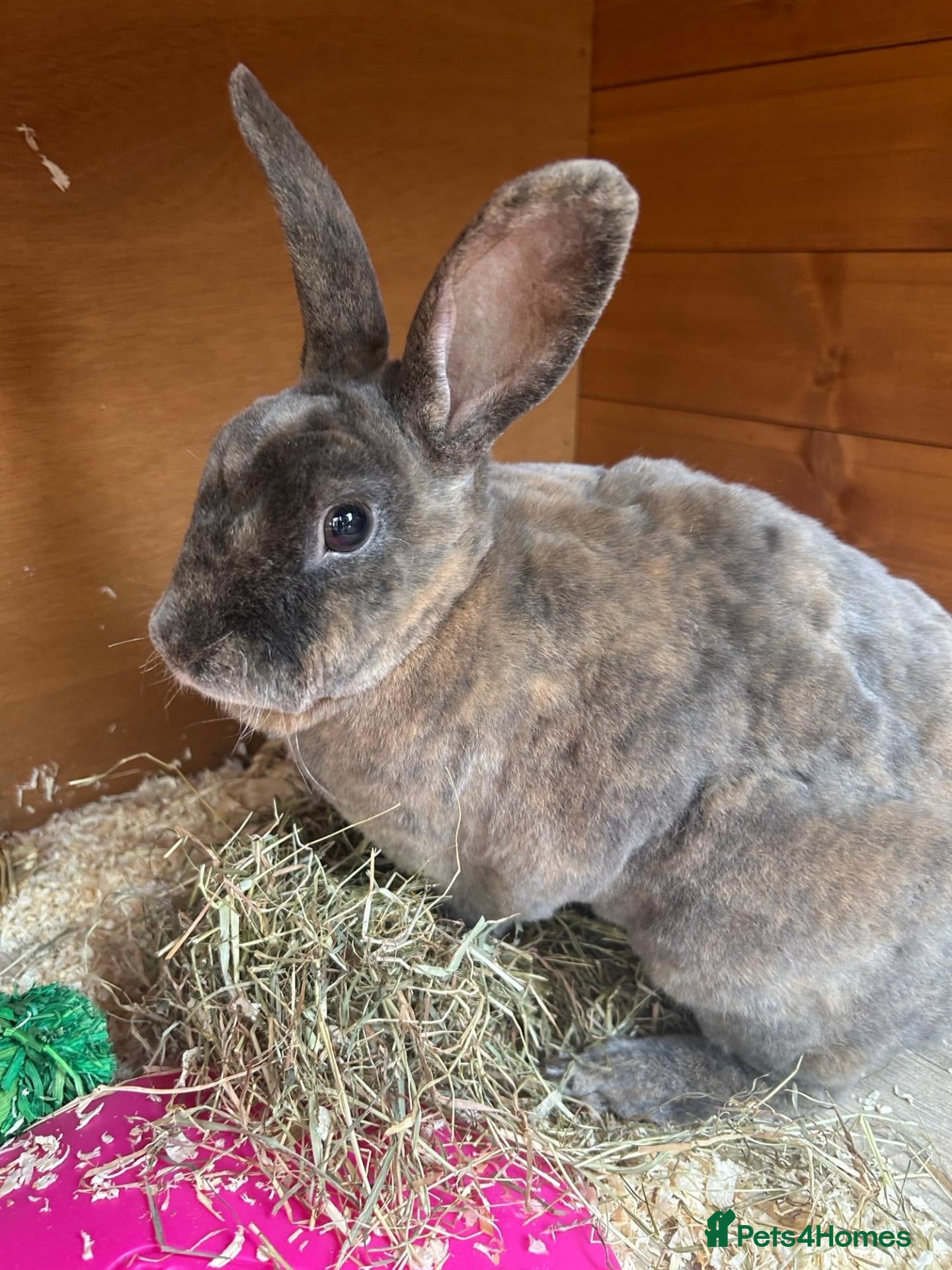 Rex rabbits Rex Boy Looking for a new home - Advert 3