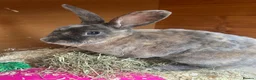 Rex rabbits for sale: Rex Boy Looking for a new home - Advert 1