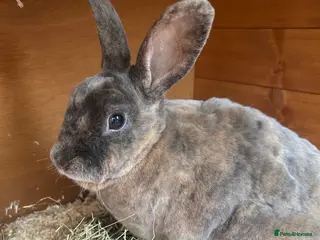 Rex rabbits Rex Boy Looking for a new home - Advert 3