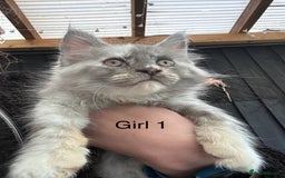 Maine Coon cats for sale: Maine coon girls - Image 4