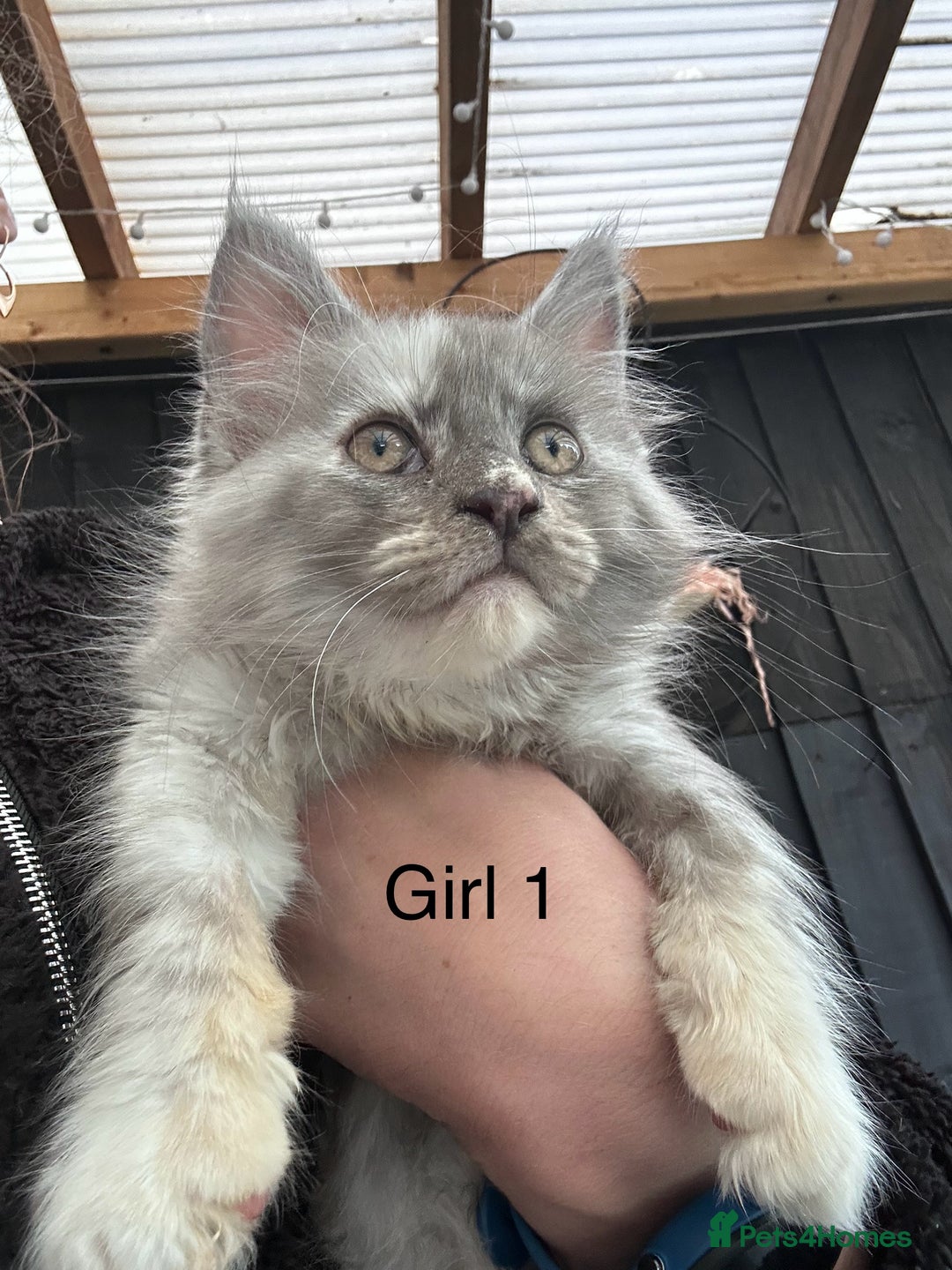 Maine Coon cats for sale: Maine coon girls - Image 4