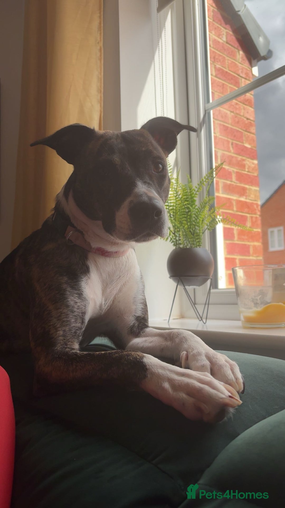 Mixed Breed dogs for sale: 2 year old staffy x bitch  - Advert 3