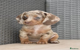 Dachshund dogs for sale: Stunning dachshund puppies  - Image 3
