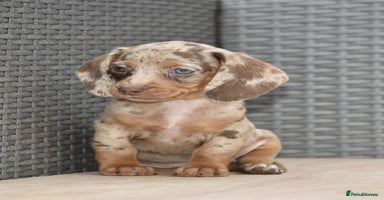 Dachshund dogs - Advert 7