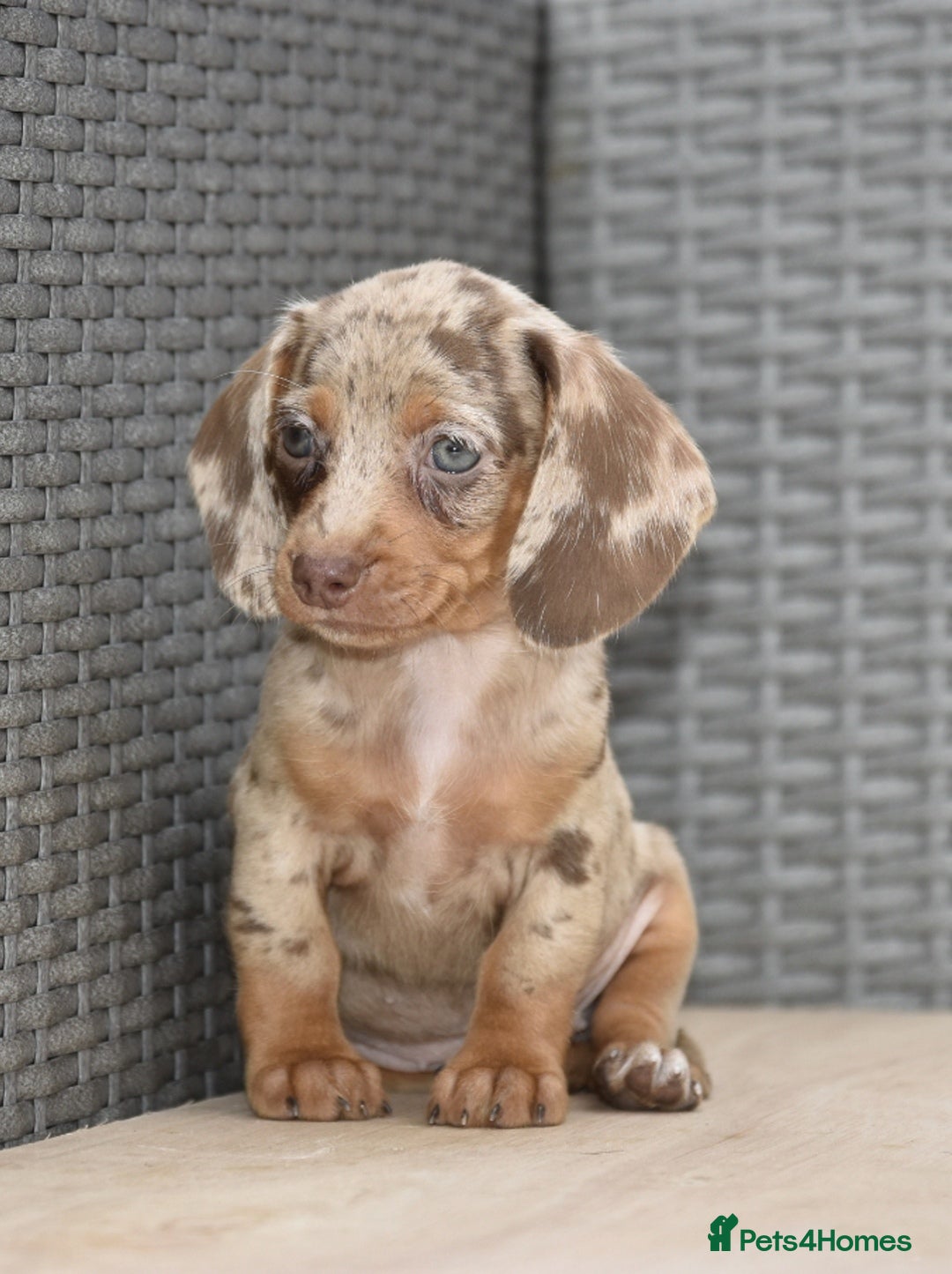 Dachshund dogs for sale: Stunning dachshund puppies  - Image 3