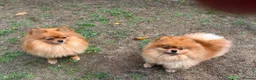 Pomeranian dogs for sale: pablo and poppy in Buckingham - Advert 3
