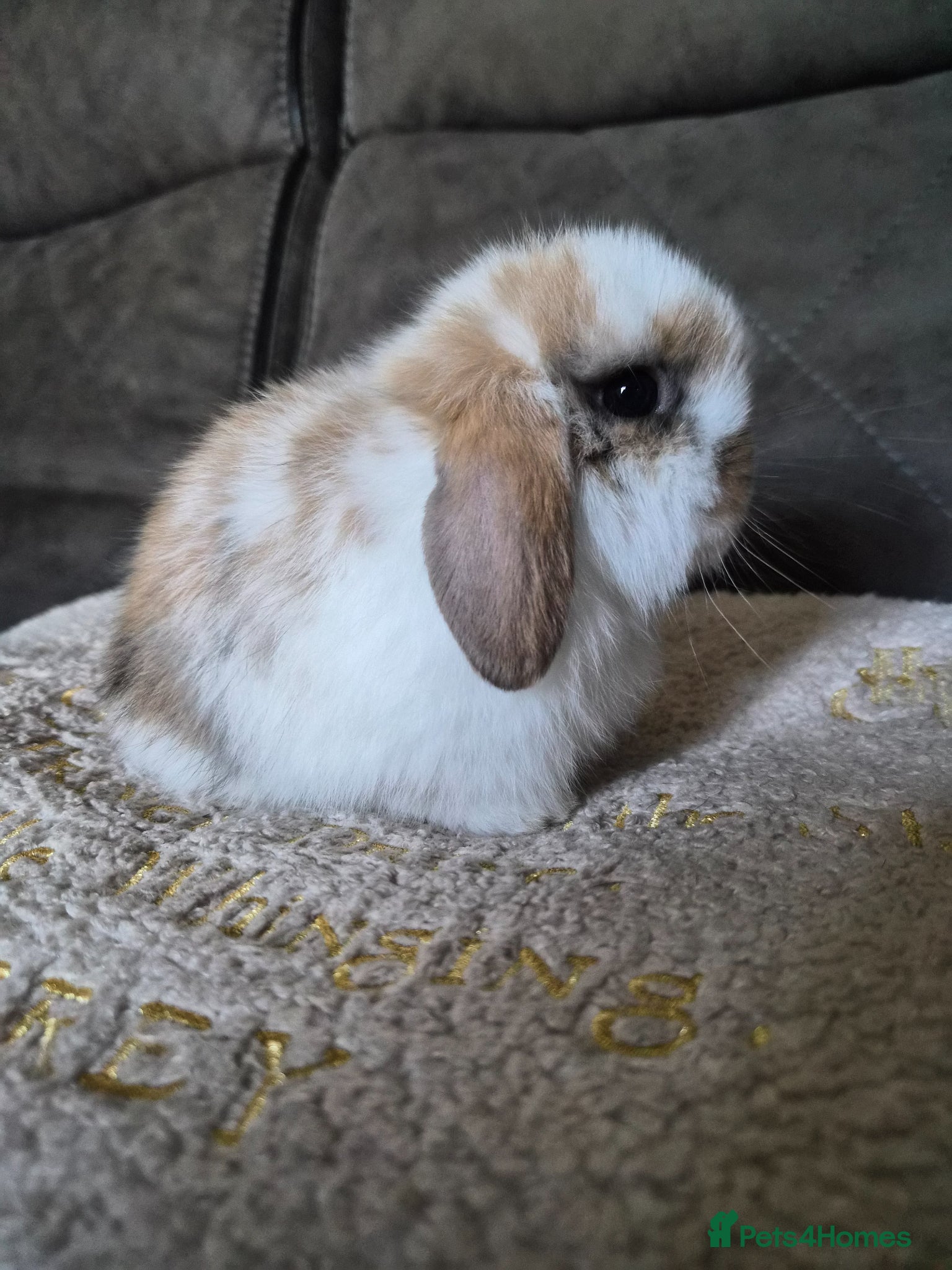 Mini Lop rabbits Baby Tri Girl  - Advert 14