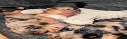Yorkshire Terrier dogs for sale: Beautiful Merle Yorkshire terrier puppies  - Advert 9