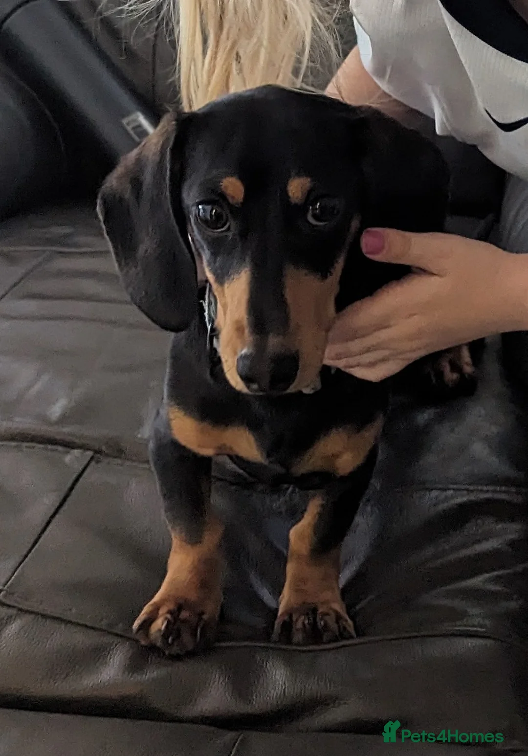 Miniature Dachshund dogs for sale: Miniature Dashhound 2 years old  - Advert 3