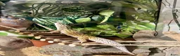 Gecko reptiles for sale: Leopard gecko in Brighton - Advert 8