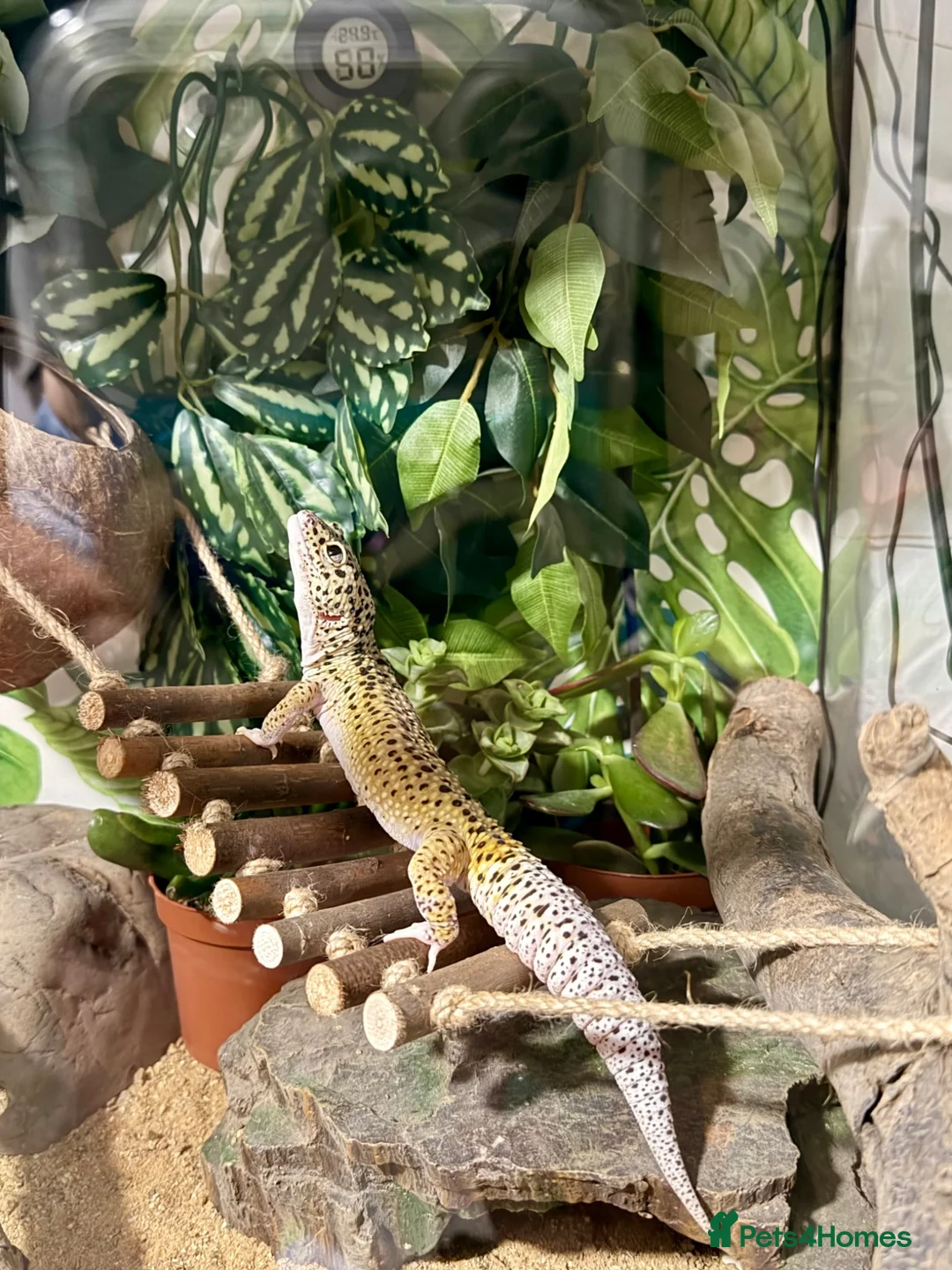 Gecko reptiles for sale: Leopard gecko in Brighton - Advert 8