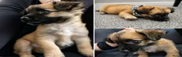 Chorkie dogs for sale: Chorkie puppy - Advert 3