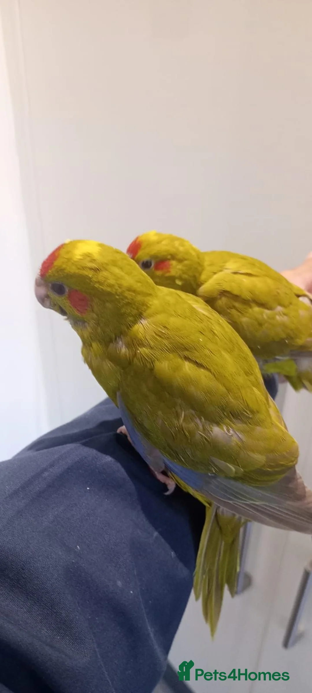 Parakeets birds for sale: Hand reared baby Kakarikis for sale - Advert 1