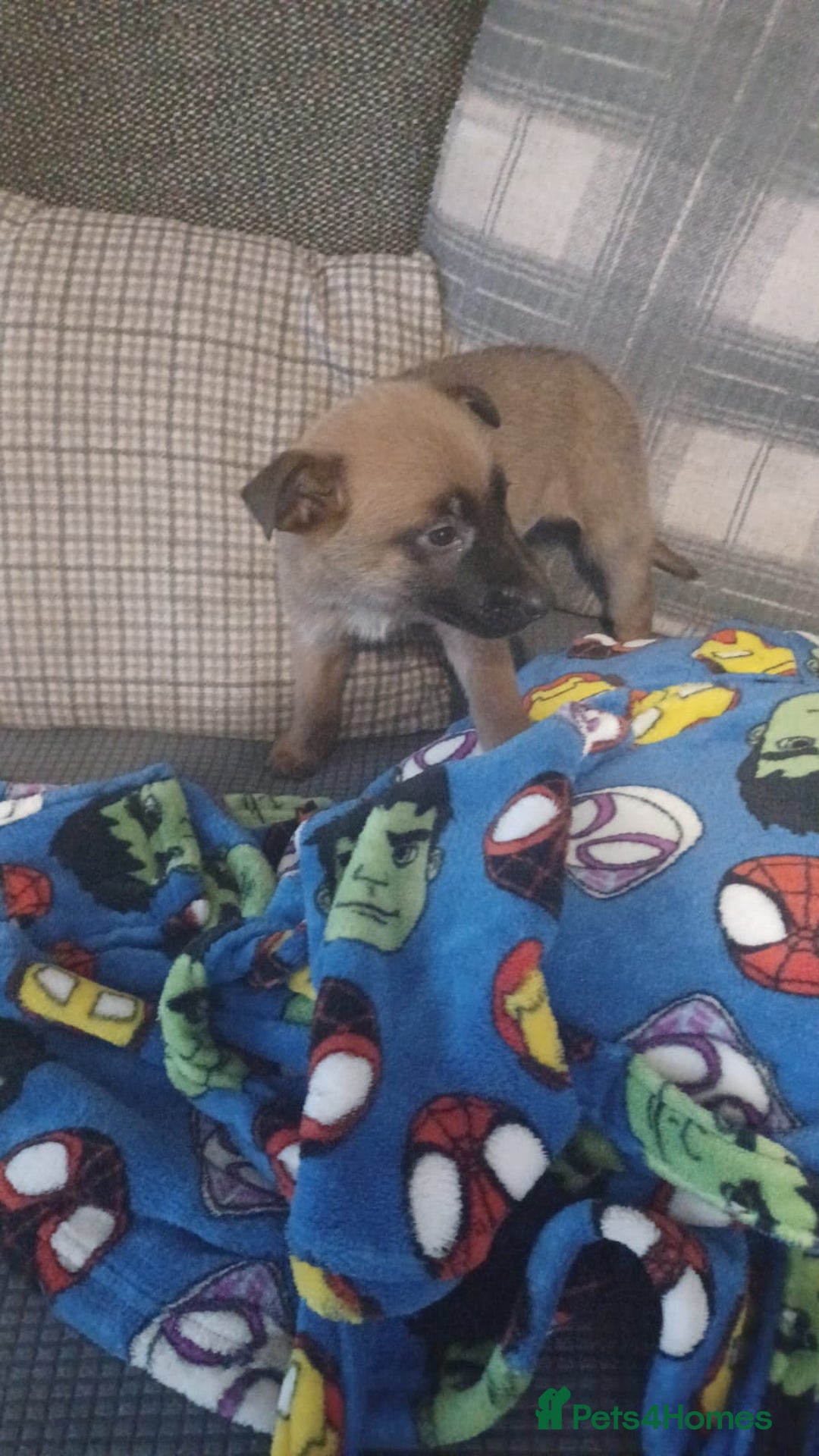 Belgian Shepherd Dog dogs for sale: Belgian Malinois  - Advert 6